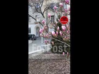 🌸 На Большой Морской в Севастополе уже расцветает красавица-магнолия Суланжа