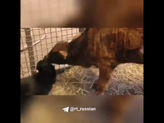 Милота дня: дружба телёнка и кота в Подмосковье.