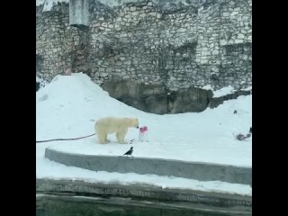 Медведице Айке в Московском зоопарке в честь Международного дня белого медведя подарили сразу два торта.