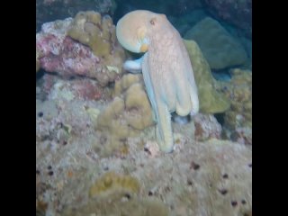 Octopus on Night Dive | Diving in the Similans, Thailand