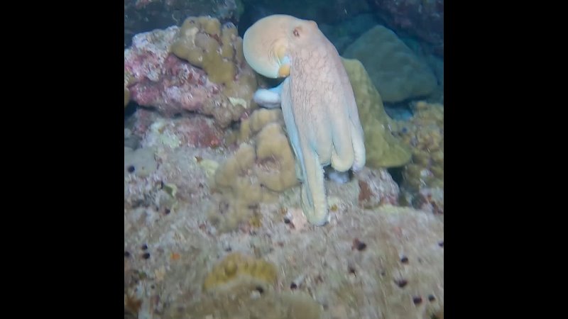 Octopus on Night Dive, Diving in the Similans,