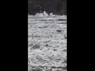 В Башкирии из-за паводка дикие животные оказались в западне 

В Бурзянском районе из-за паводка двое маралов попали в водно-ледя