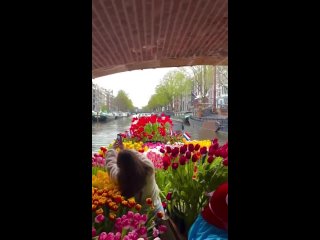 Весна. Амстердам. Тюльпаны 😍🌷🇳🇱