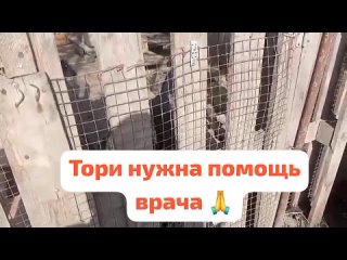 Video by ☼ КОТ и ПЁС ☼ АНО “БРОД ПББЖ“