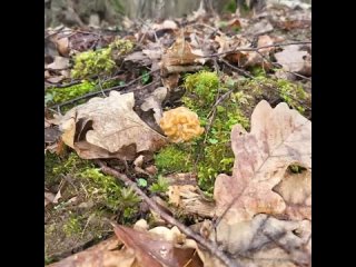 Что собирают грибники в лесах Калининградской области