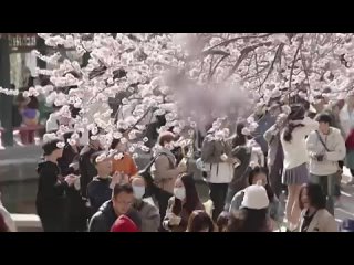В Тяньцзине открылся ежегодный Фестиваль цветения персика 🍑