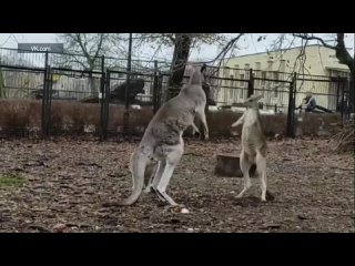 🦘Смелый кенгуренок бился до последнего за лидерство в семье, но проиграл. Калининградский зоопарк опубликовал ролик, на котором