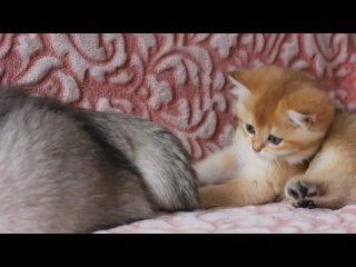Видео от Британские кошки. Продажа котят. Шиншилла