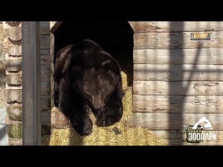 Весна близко: медведь Малыш из челябинского зоопарка проснулся от зимней спячки