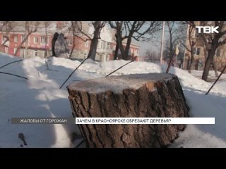 Красноярцы жалуются на обрезку и вырубку деревьев