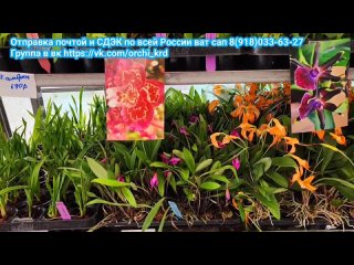 Поставка орхидей рассада Фаленопсис, камбрии,масдеваллии и др