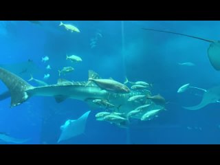 Okinawa Churaumi Aquarium