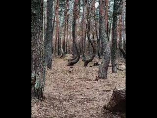 Изогнутый лес, Польша  Загадочный изогнутый лес недалеко от Грыфино в Западной Польше - причудливый и жуткий лесной массив,