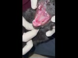 Видео от Ветеринарная помощь с выездом на дом tigridavet