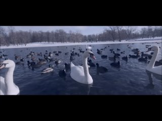 Птицы в Дворцовом парке Гатчины,  г. Видео: супруг