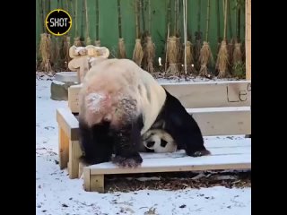 Кунг-фу панда из южнокорейского зоопарка Everland желает вам счастливого Рождества и бодрости духа накануне первой рабочей недел