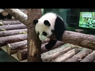 ️Пост добра: кунг-фу панда Катюша оттачивает шаолиньскую технику