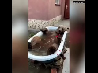 Если вы хотите испытать когнитивный диссонанс, посмотрите это видео с медведем, принимающим ванну с