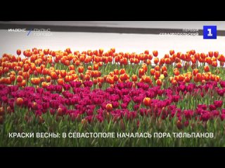 Краски весны: в Севастополе началась пора тюльпанов