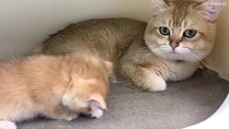 Baby kitten is looking for milk from dad cat