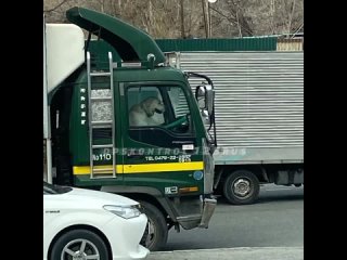 Во Владивостоке пес за рулем грузовика рассмешил местных жителей