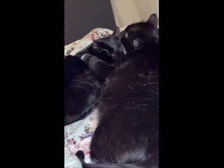 Видео от Мини-приют “Счастливый кот“