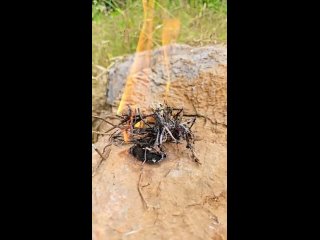 Single mom with broken lighter skills 🔥 #bushcraft #singlemom #camping #