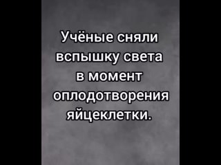 2024-03-31 Учёные сняли вспышку света в момент оплодотворения яйцеклетки