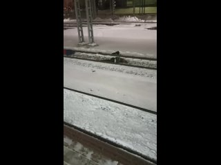 В Москве поезд сбил трёх человек