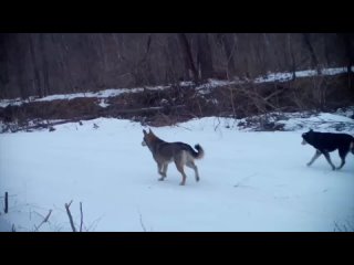 Стая бездомных собак в Приморье убила двух оленей