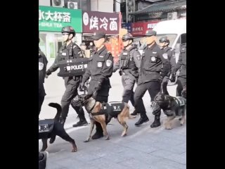 Первый день дежурства корги по имени Фу Зай в китайской полиции. Он эксперт в поиске взрывчатки и просто хороший мальчик.