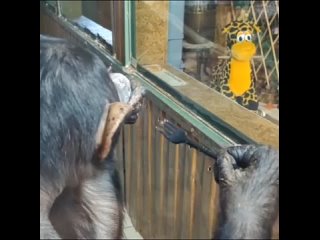 Пока вы готовите ужин, показываем, как вкууусно и аккуратно (ну почти) обедала сегодня шимпанзе Лея из Иркутского зоопарка. Так