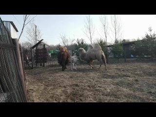 У пары верблюдов Мартика и Вики первая семейная прогулка с верблюжонком. Кадрами поделились в группе “Барнаульский зоопарк“