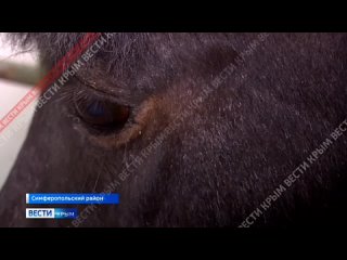Зверский иммунитет: в Крыму началась прививочная компания лошадей от сибирской язвы