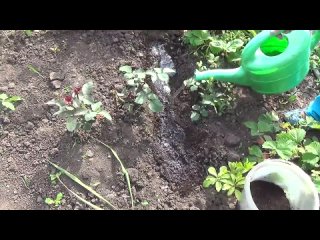 Садим луковицы кислицы четырёхлистной (oxalis tetraphylla)..mp4