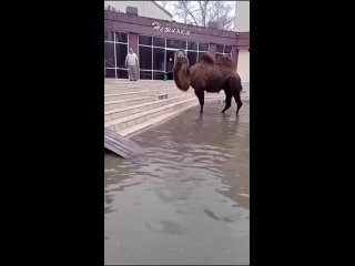 Верблюда спасают в Парк-отеля «Нежинка»