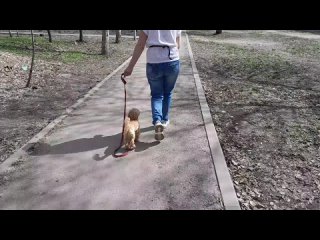 Дрессировка собак (кинолог) в Самареtan video