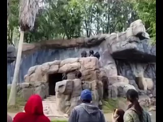 Chimps mother hit it with a stick for throwing rocks at the crowd