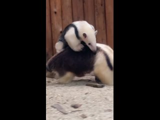 Видео -- kobe_animalkingdom. Tamandua mexicana.