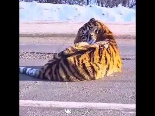 Сбили тигра