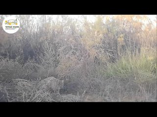 Video by Волки в дикой природе