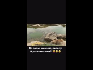 Животные намного умнее некоторых людей.