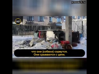 Сердобольный дедушка построил приют для бездомных собак прямо посередине двора обычной многоэтажки в