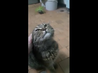 Видео от ДОРОГА ДОМОЙ. Помощь бездомным кошкам- Наб.Челны