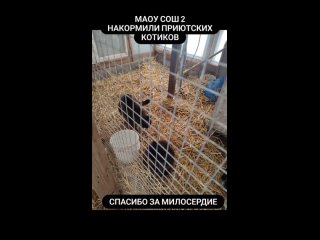 🐾 ловите маленькое видео со всей нашей благодарностью
Как две сестрички, представители МАОУ СОШ N2 города Курганинск
Передали ко