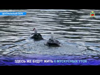 🦢 В Центральный парк культуры и отдыха Владикавказа вернулись лебеди