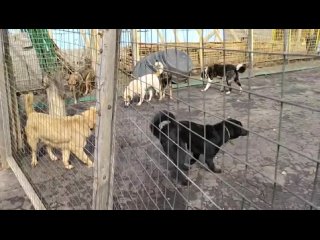 วิดีโอโดย Зоогостиница и передержка животных Pesoff