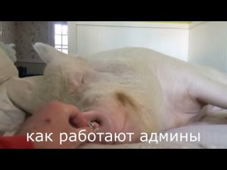 PUMBA Y | Молодежная одежда | Футболкиtan video