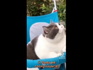 Видео от Таксы и кошки и смех.. Щенки и котята