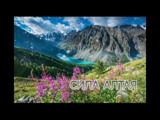 Video by Алтайский  травы, чай | склад Тюмень